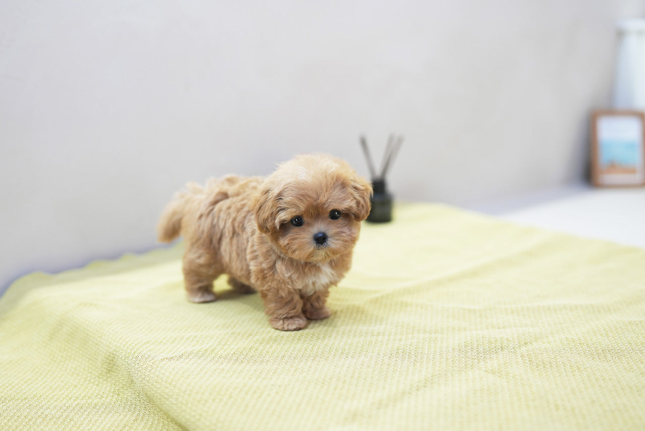 MALTIPOO_UYU