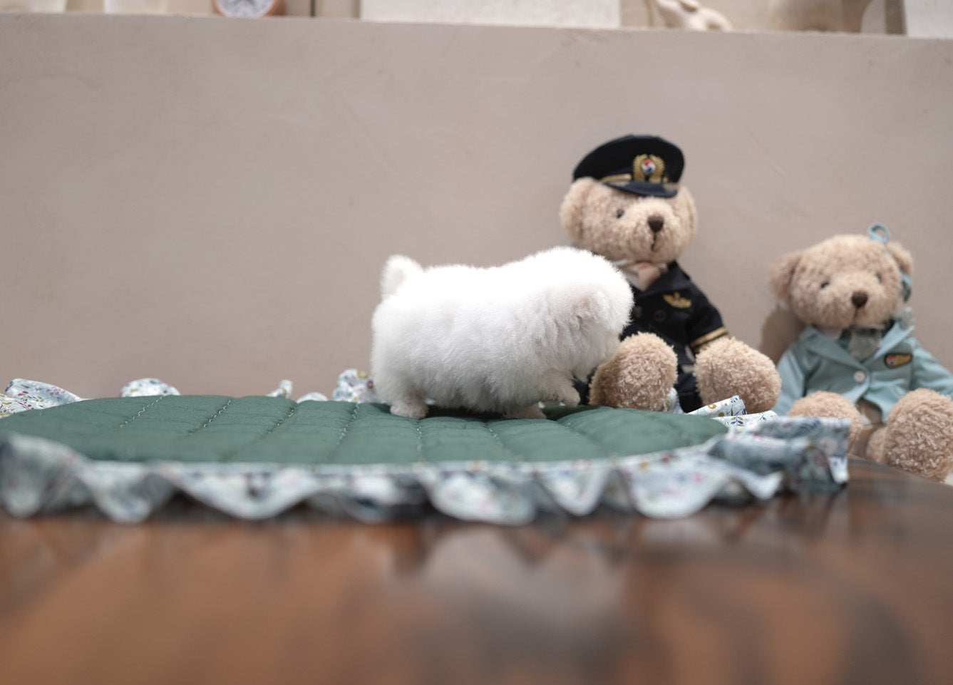 BICHON_HYESUNG