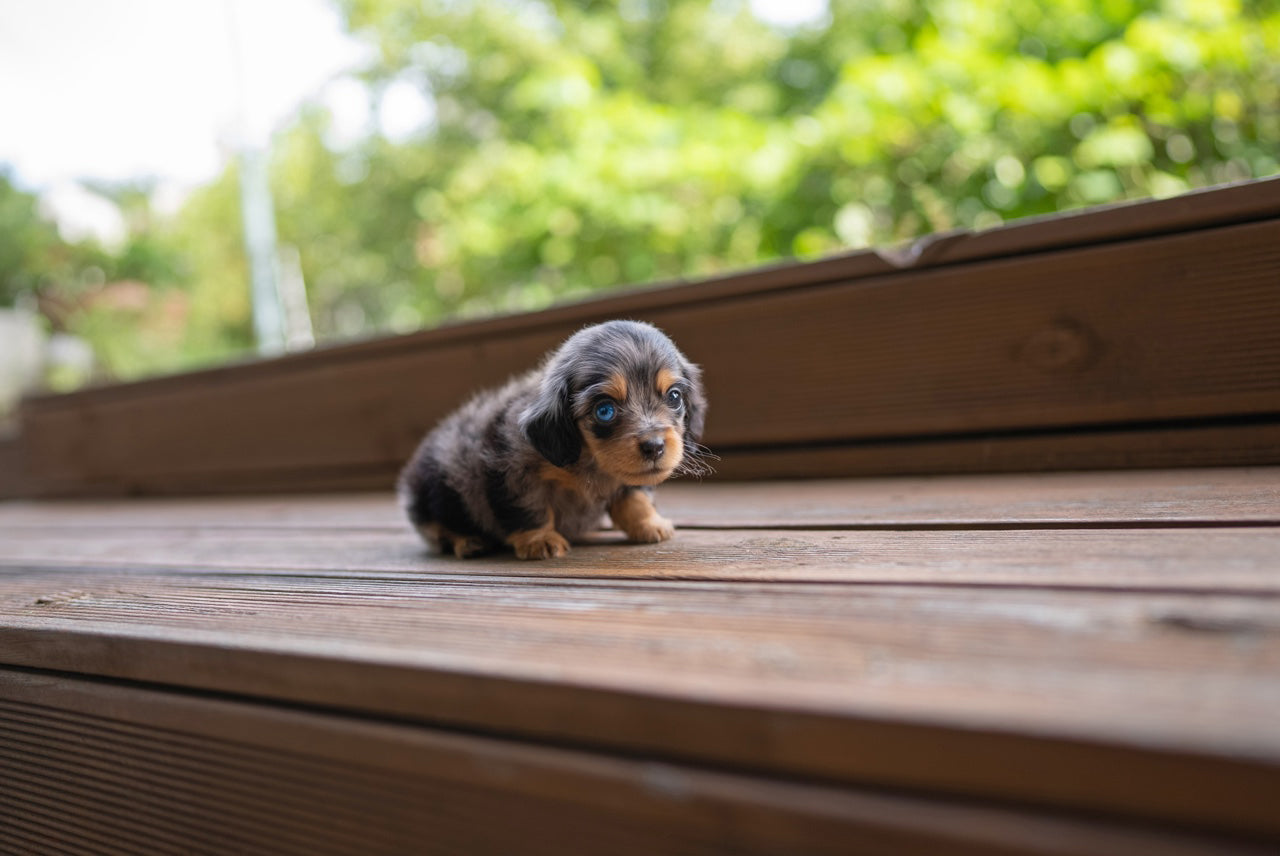 DACHSHUND_YOOKIE