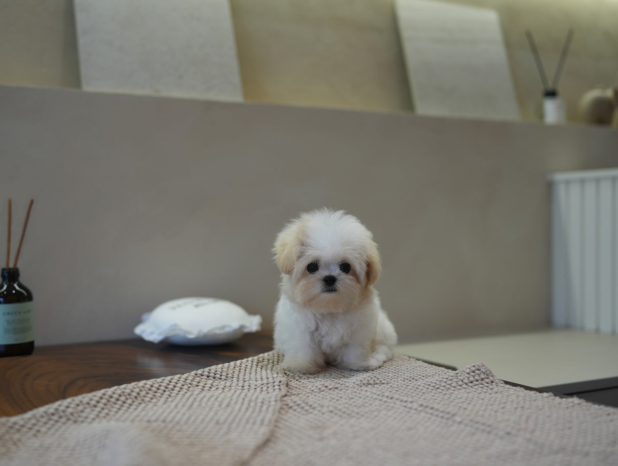 MALTIPOO_THEO