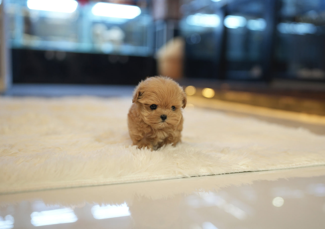 MALTIPOO_ARA