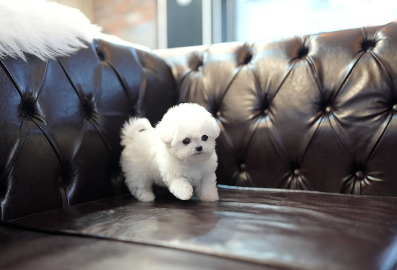 BICHON_BBANG