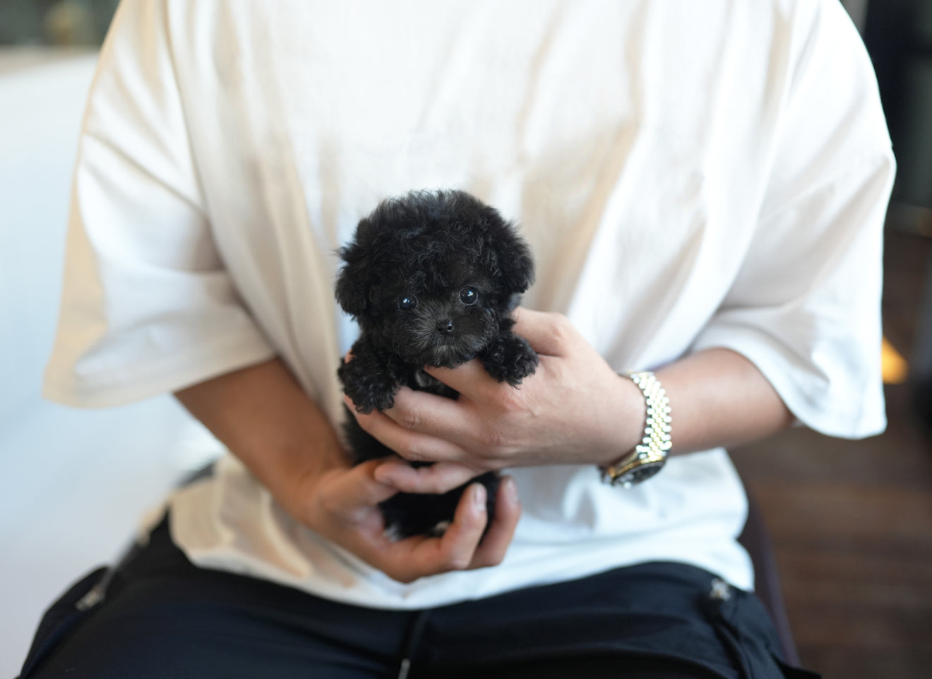 POODLE_CUCCI