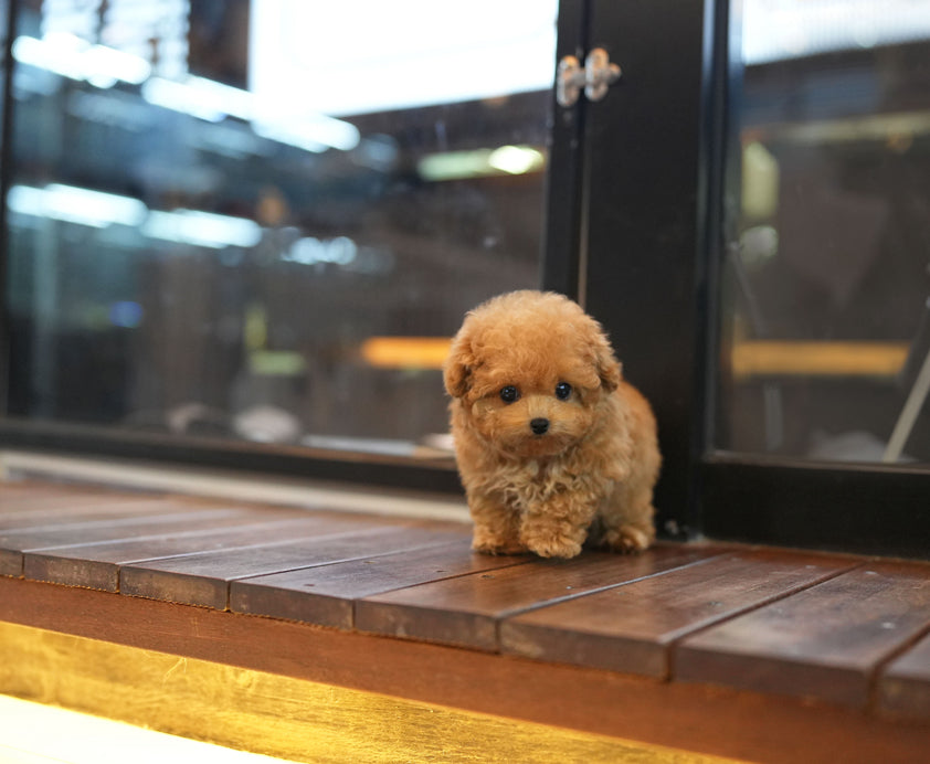 POODLE_BRUNO