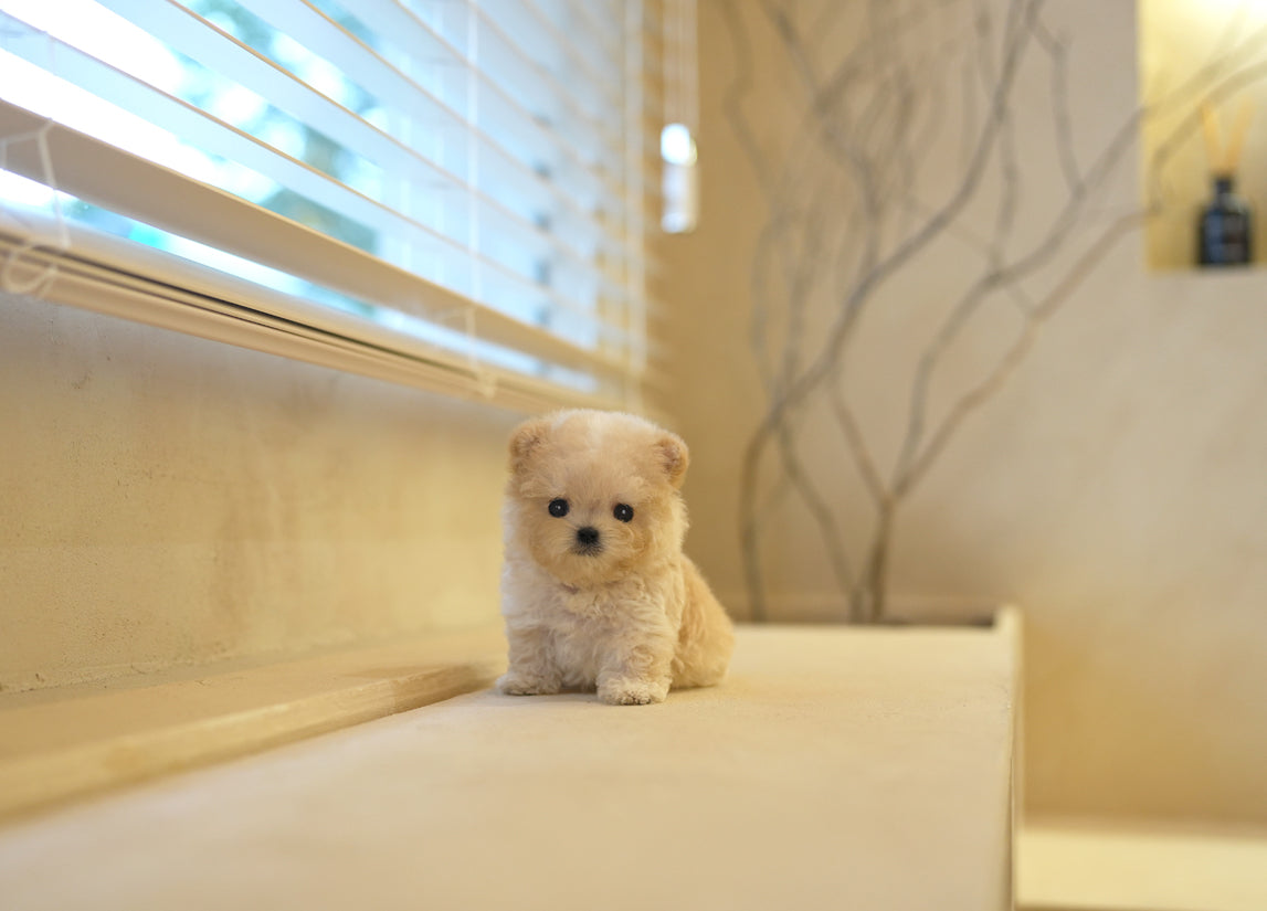 MALTIPOO_Runie