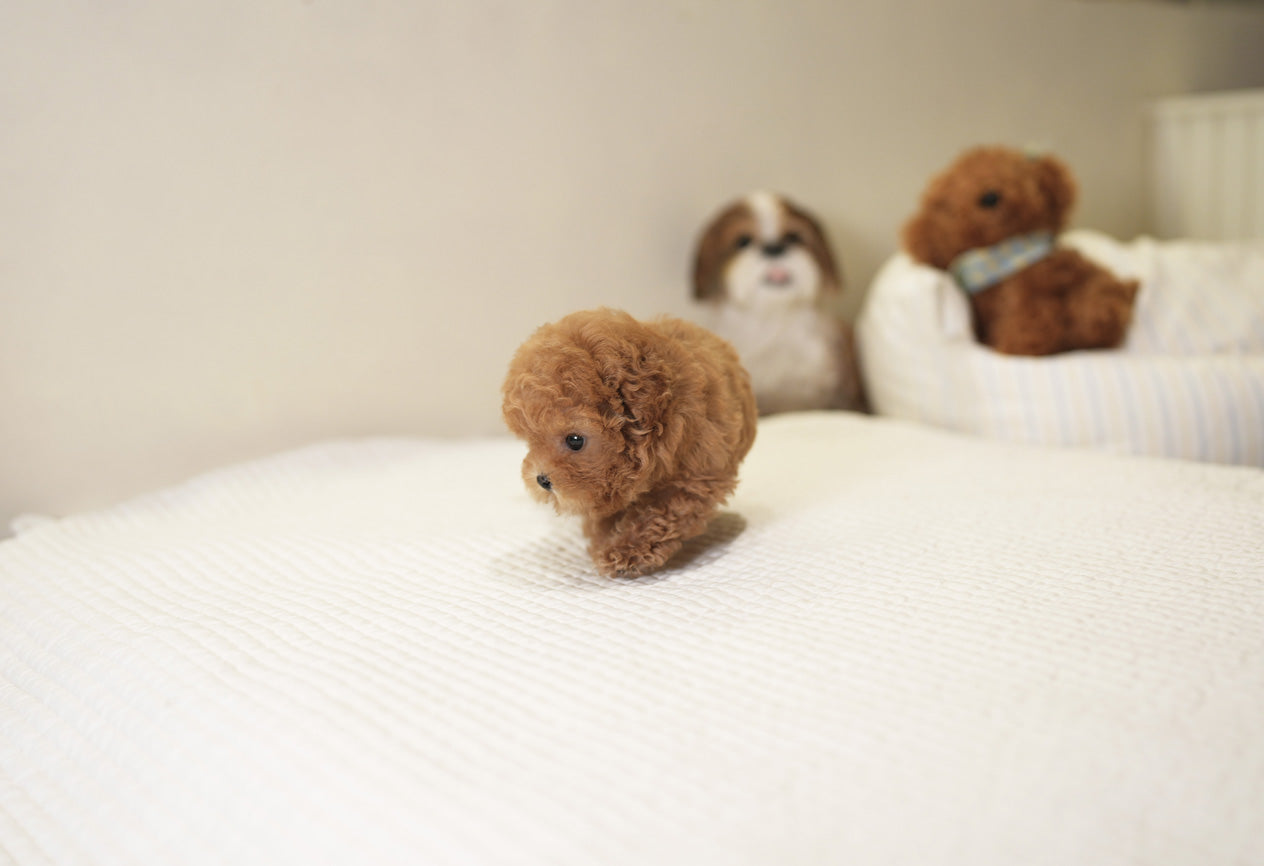 POODLE_SORA