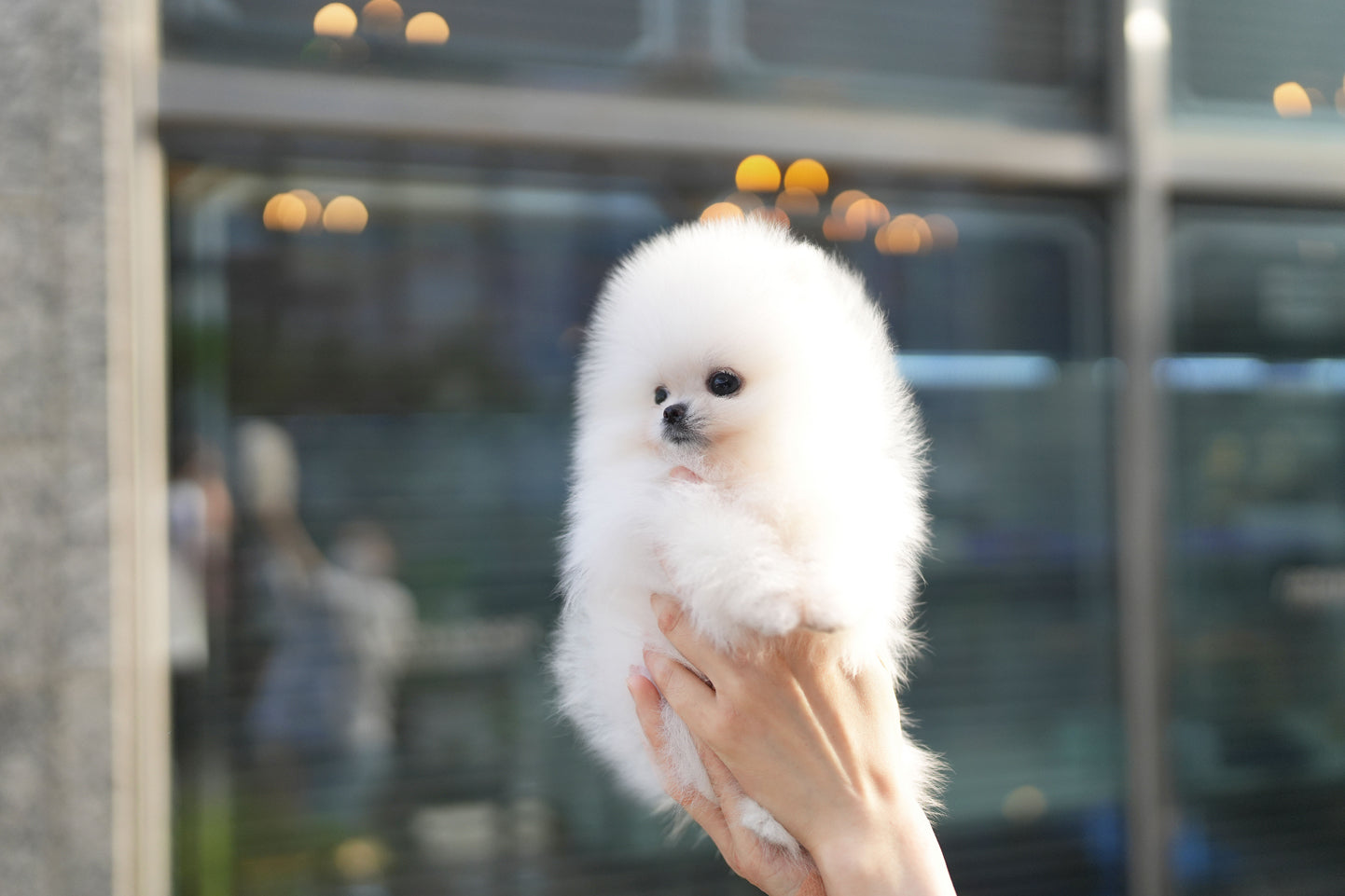 POMERANIAN_BABY
