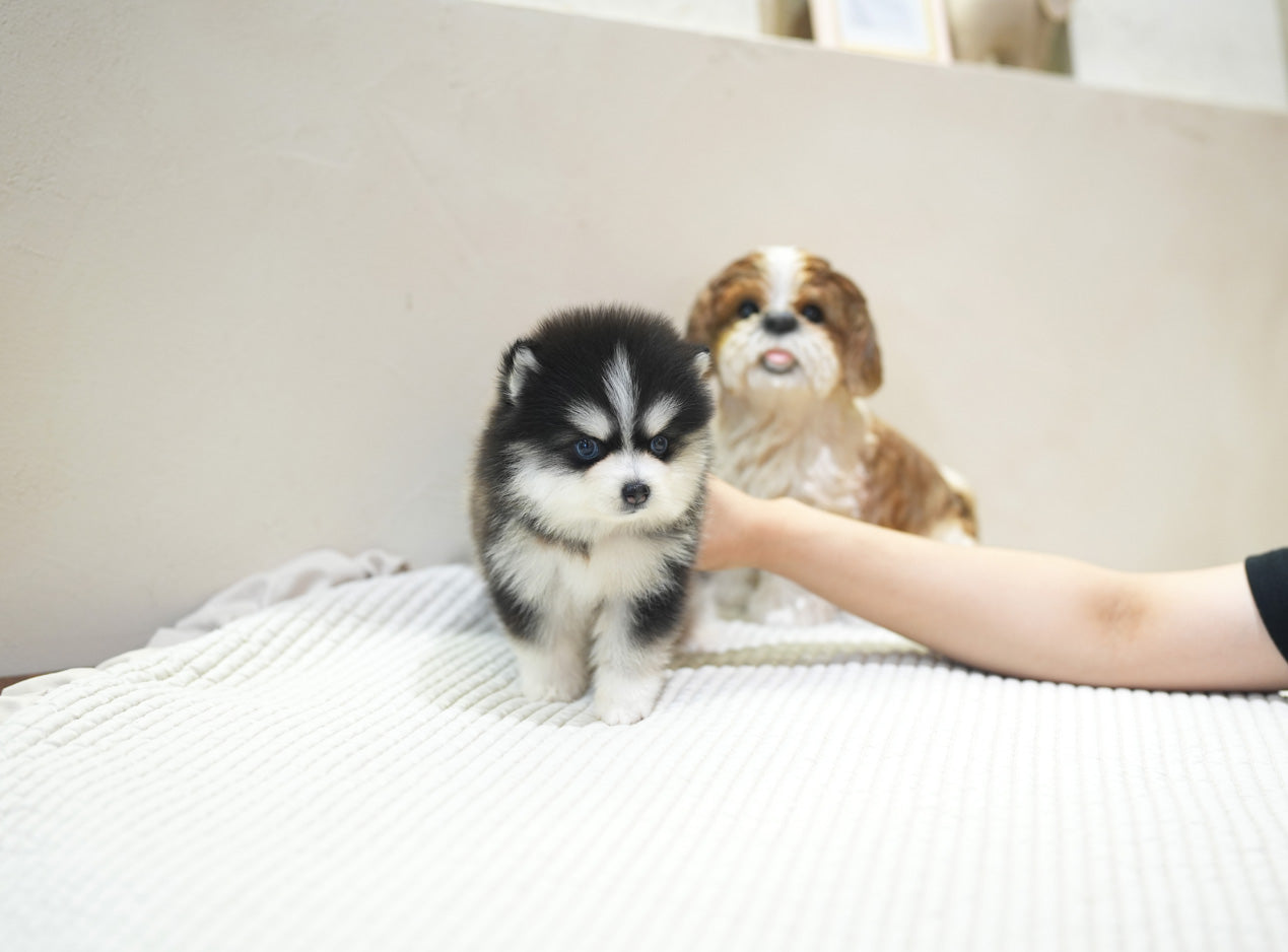 POMSKY_CUTIE