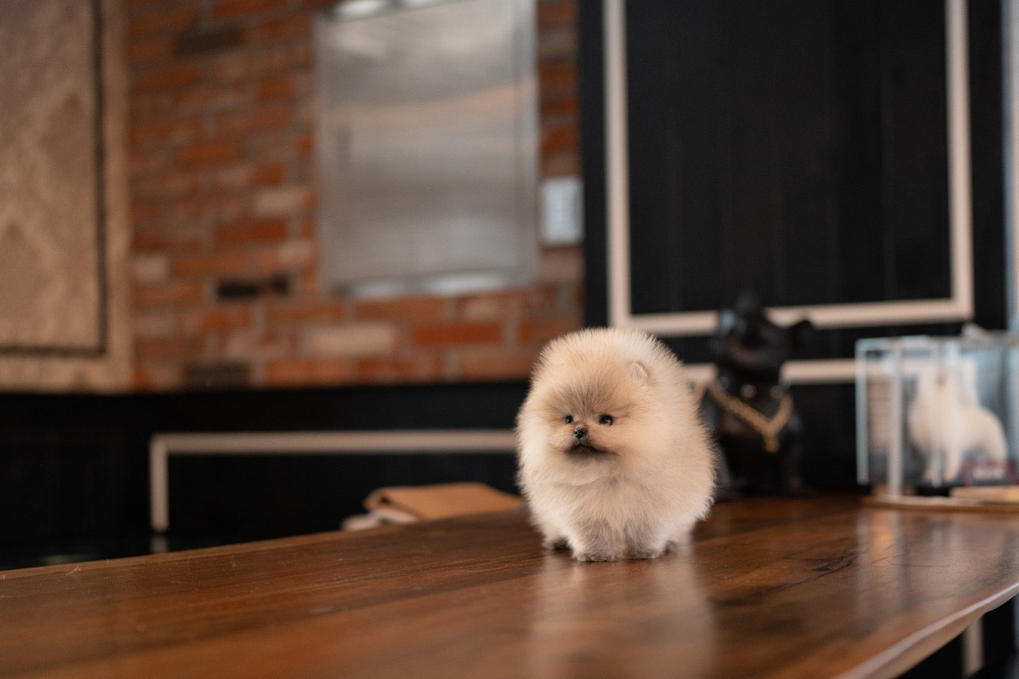 POMERANIAN_ROSE