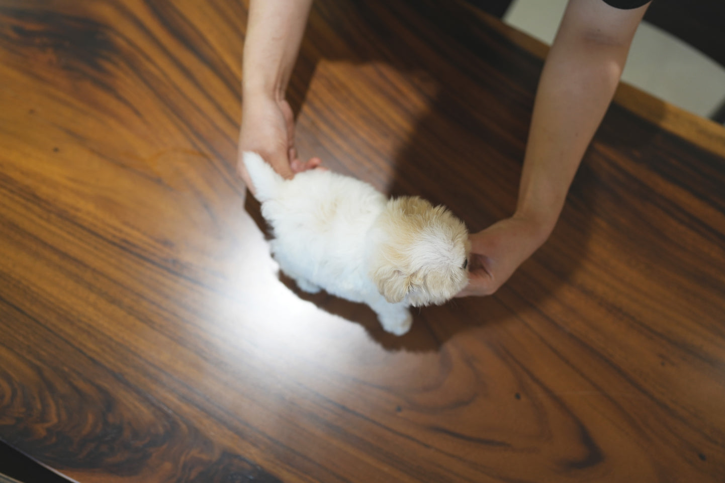 MALTIPOO_CREAM