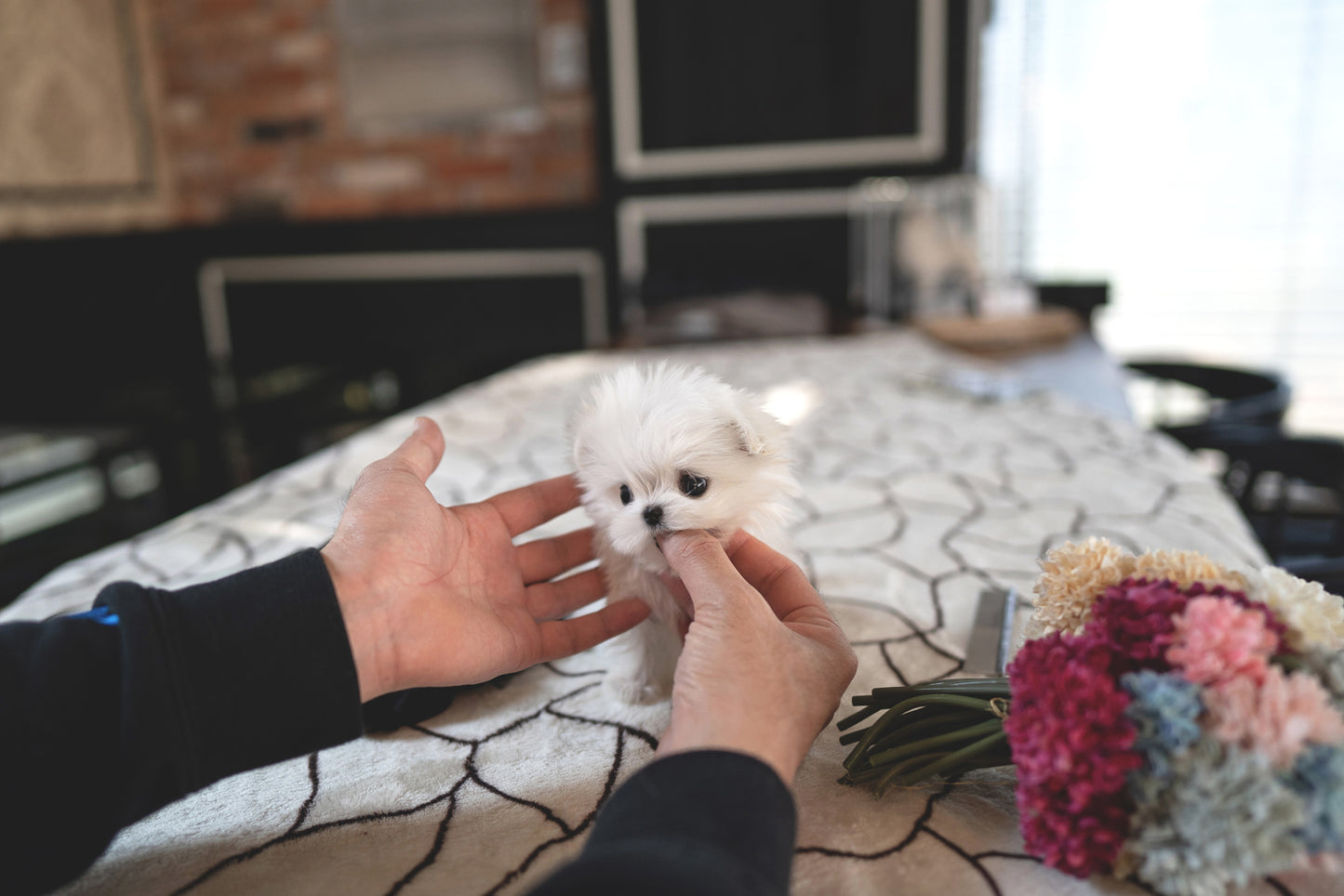MALTESE_PONY