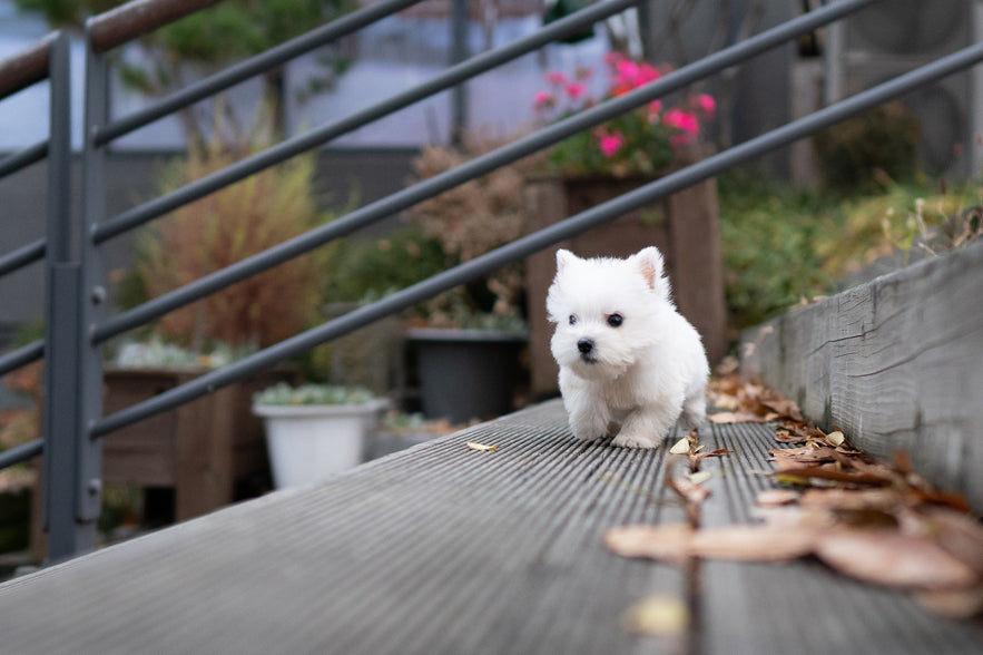 WEST HIGHLAND WHITE TERRIER_TAN