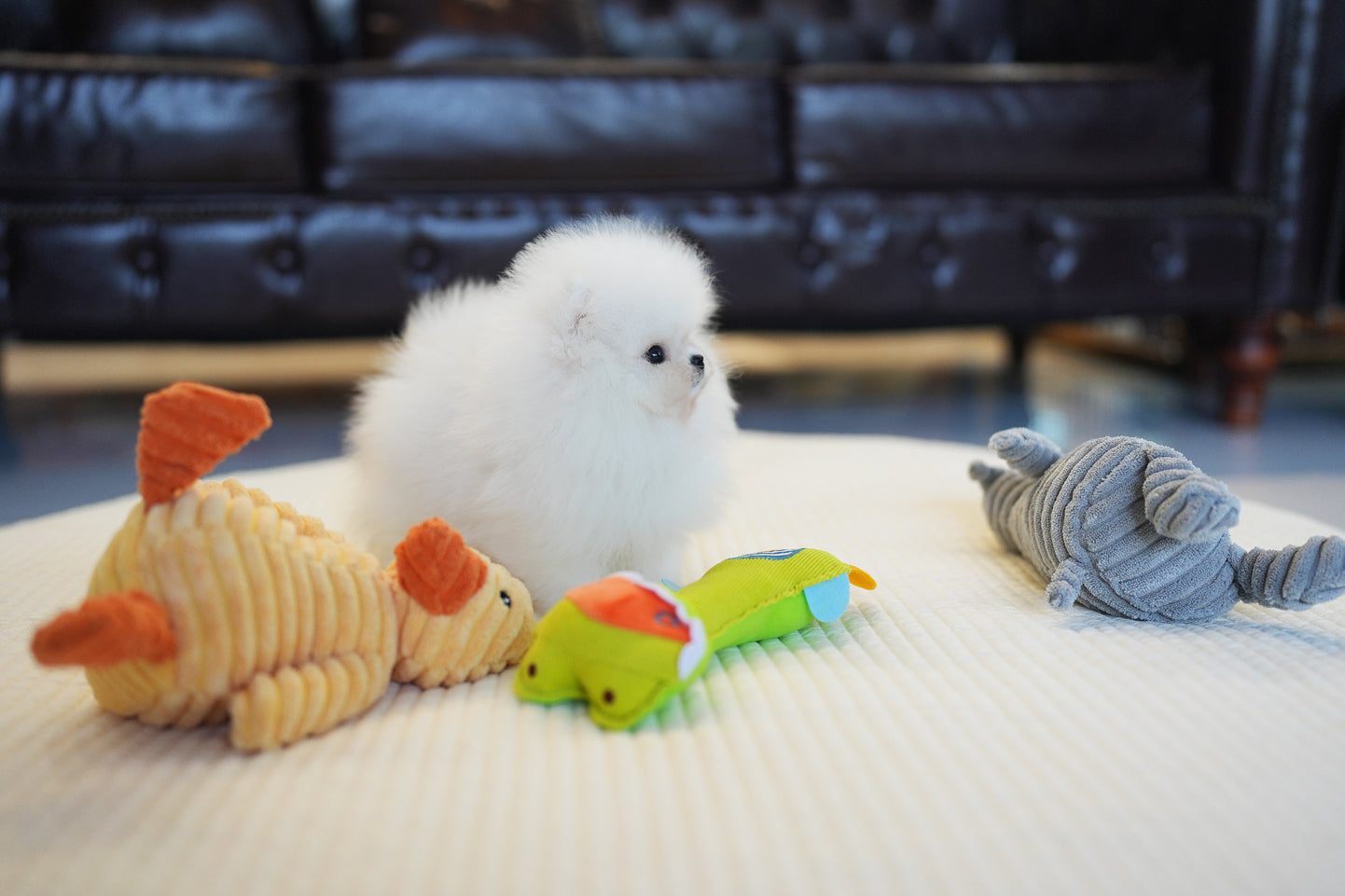 POMERANIAN_BECHU