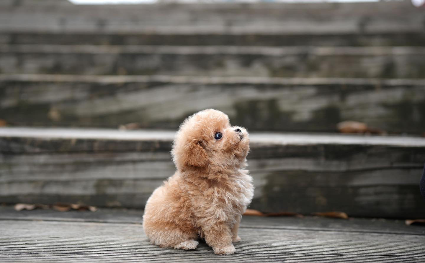 POODLE_HODOO