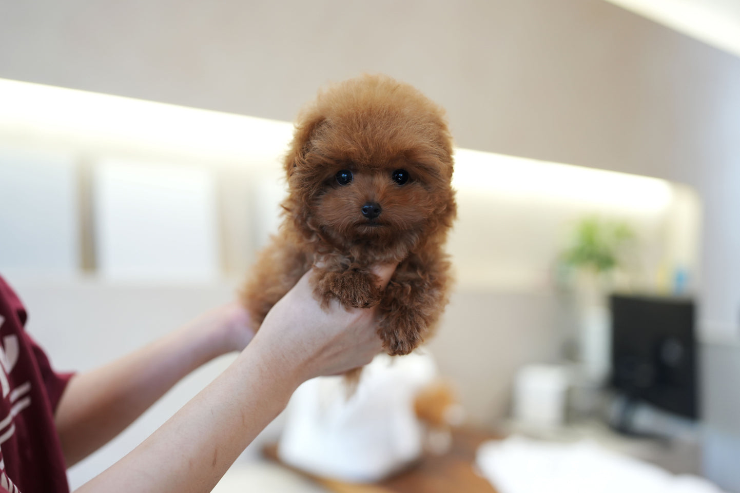 POODLE_LOO