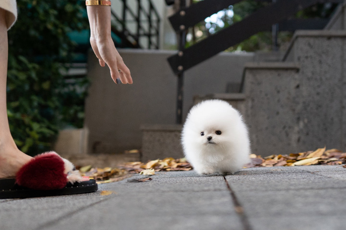POMERANIAN_LILI