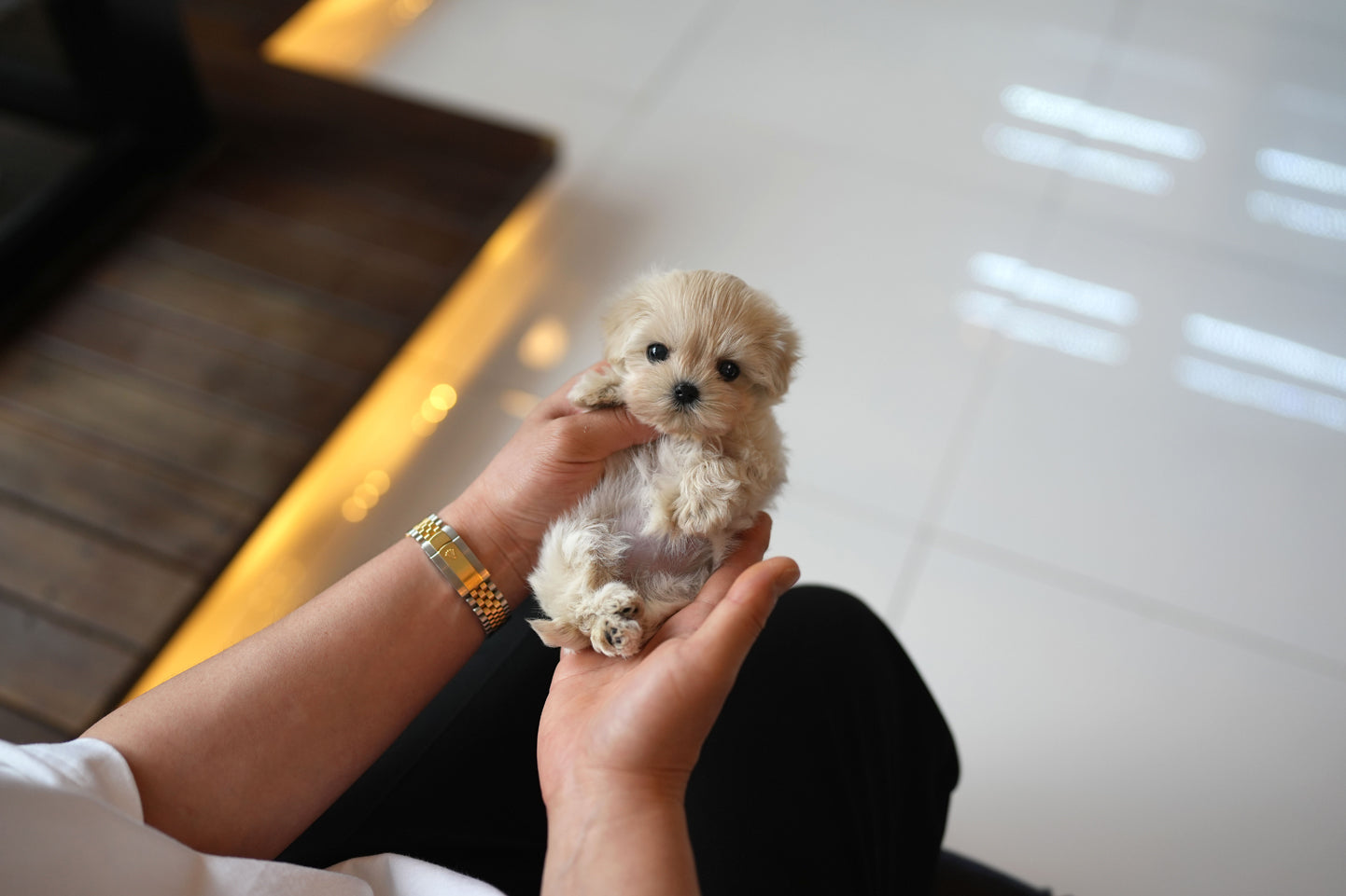 MALTIPOO_STELA