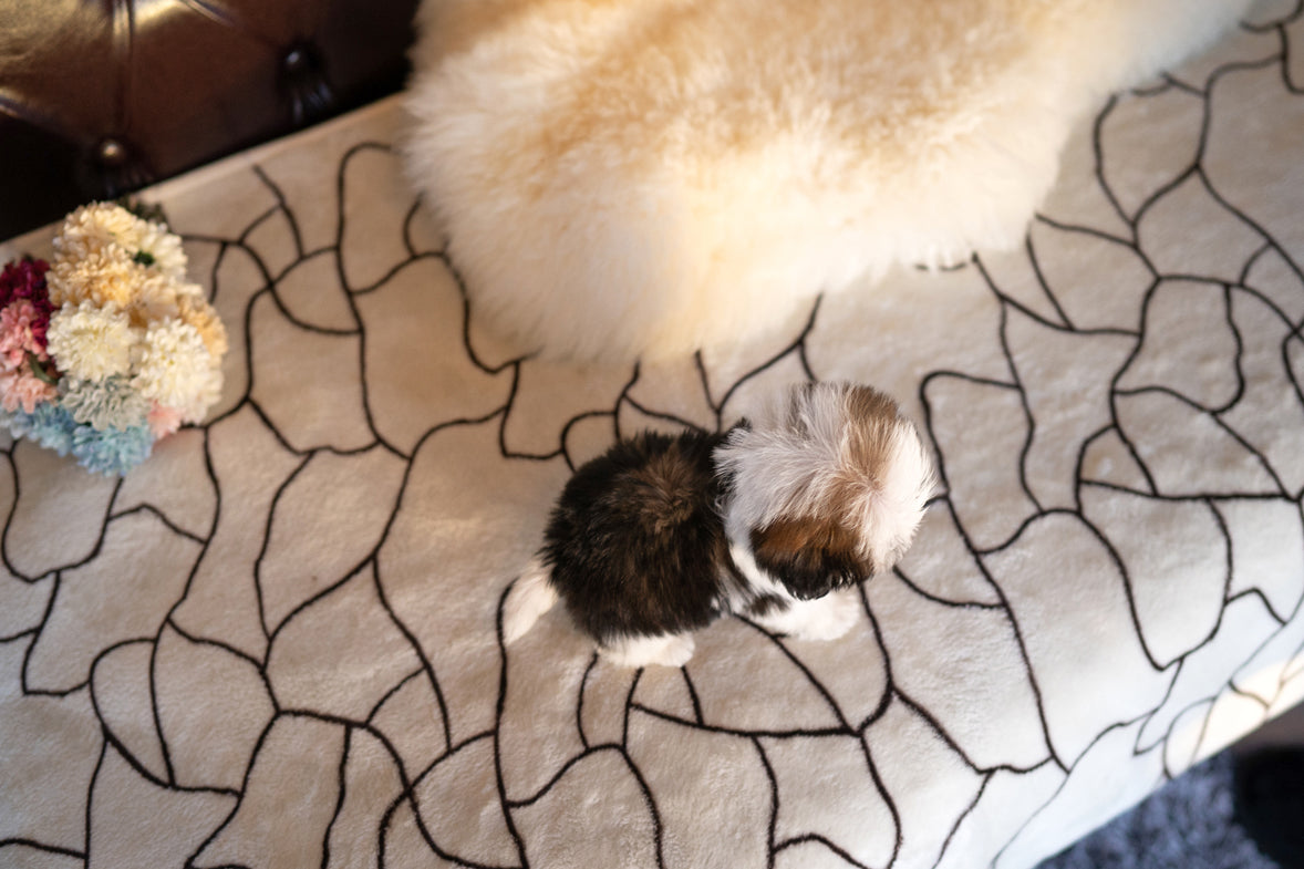 SHIH TZU_BELLA