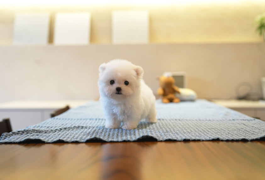 BICHON_LILI