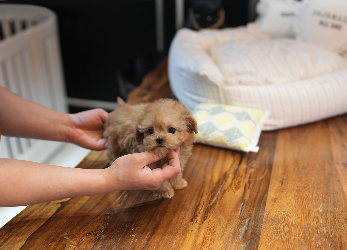 MALTIPOO_HARANG