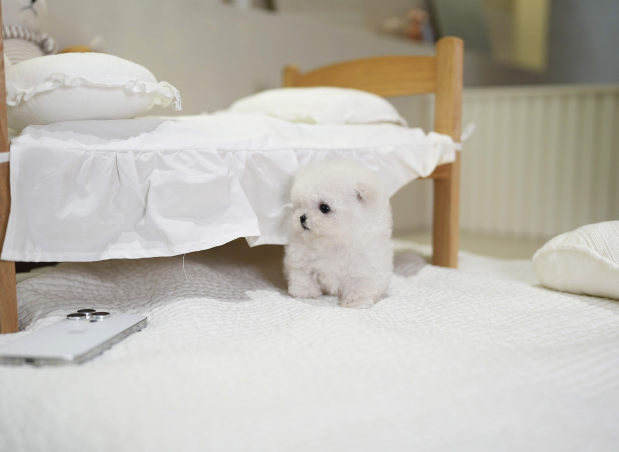 BICHON_BLANC