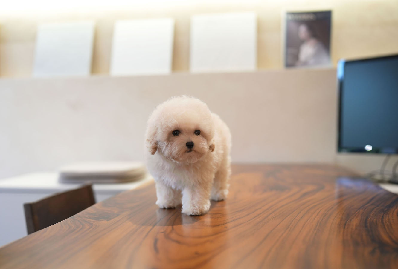 GOLDENDOODLE_MONKEY