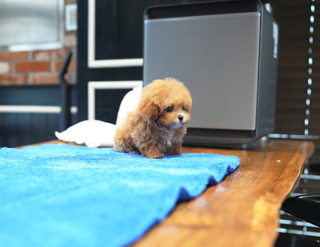POODLE_CANDY