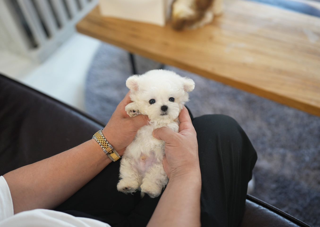 BICHON_YOON
