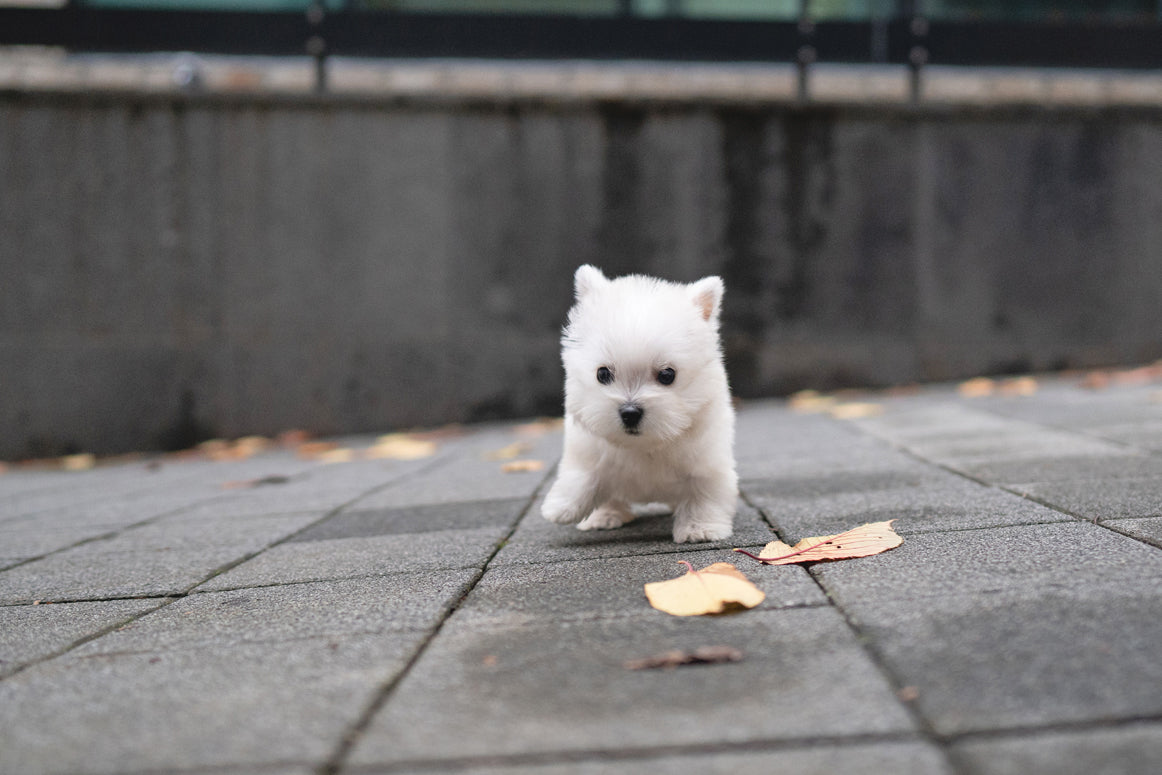 WEST HIGHLAND WHITE TERRIER_TAN