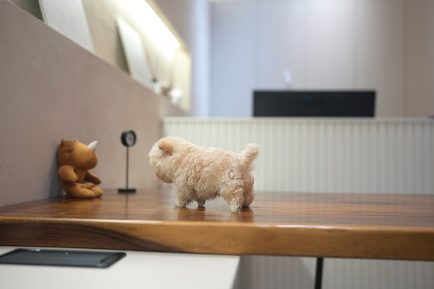 MALTIPOO_Runie
