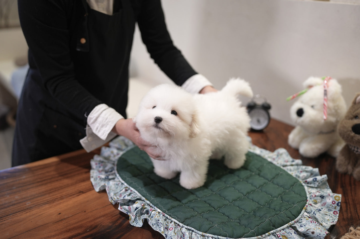COTON DE TULEAR_SIO