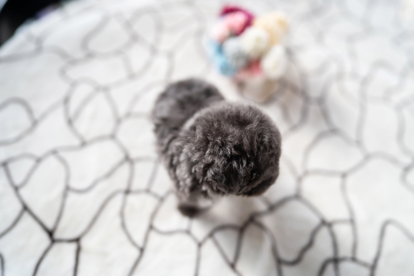 POODLE_BLUE