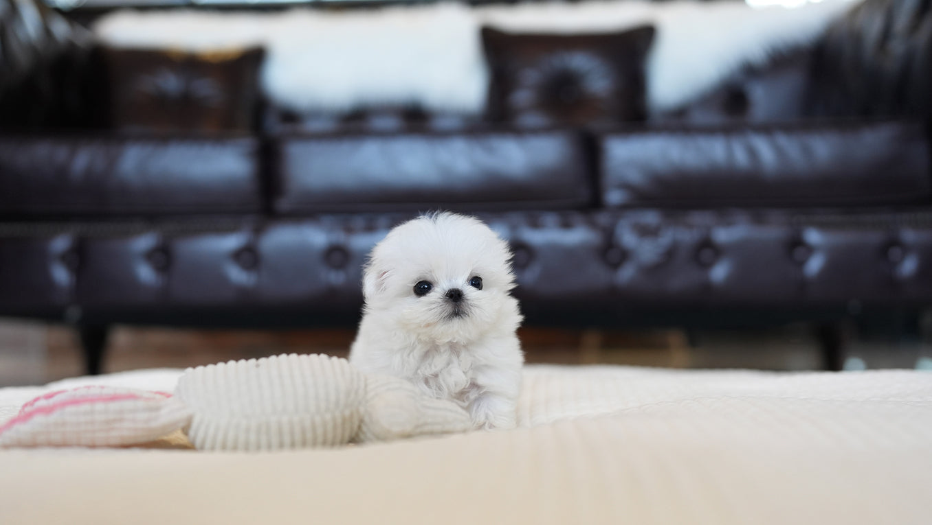 MALTESE_MIMI