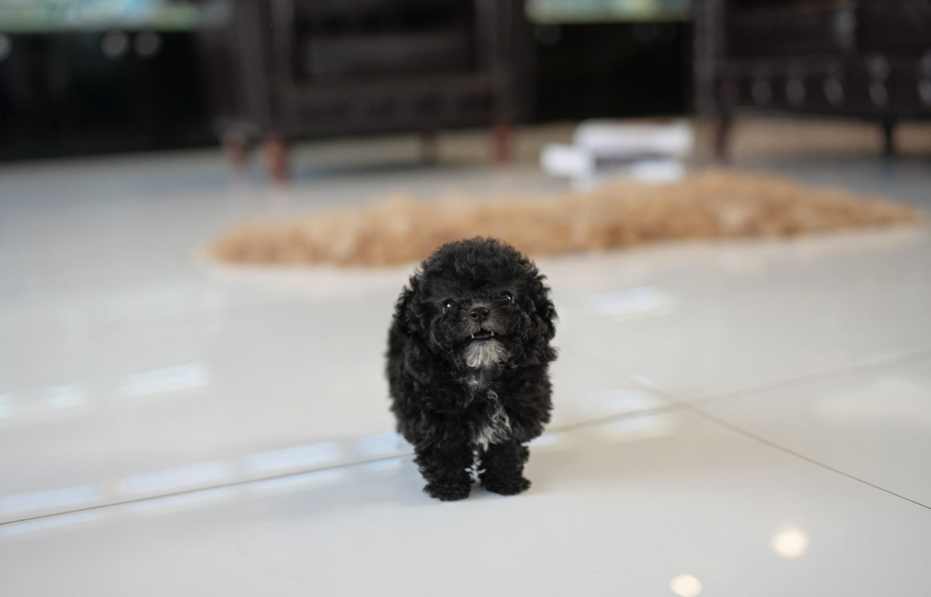 POODLE_COOKIE