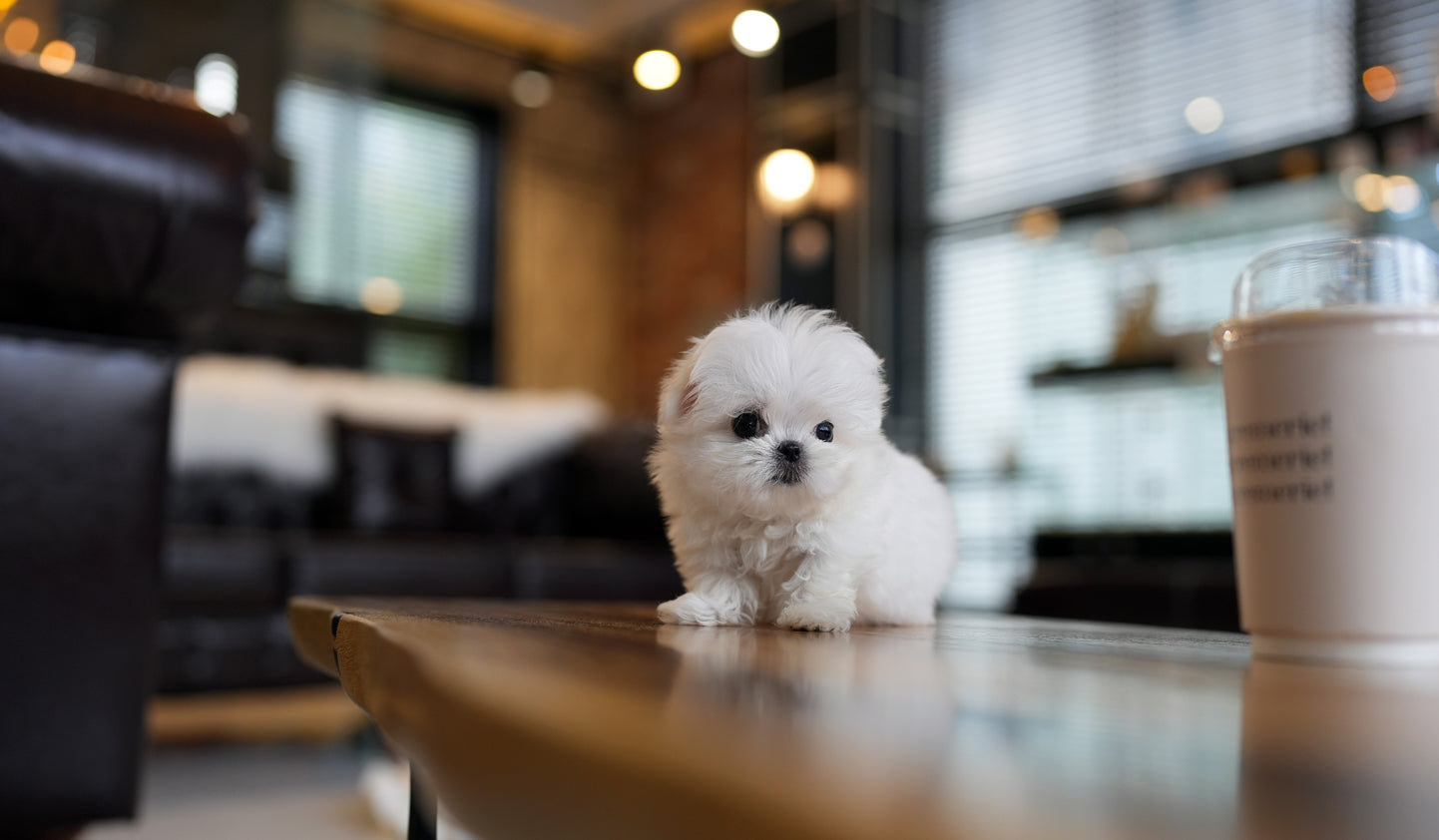 MALTESE_MIMI