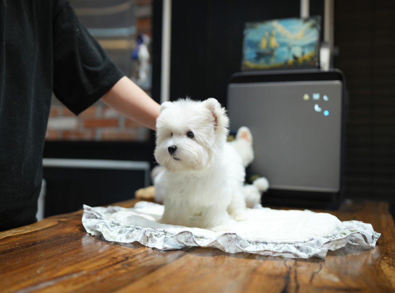 WEST HIGHLAND WHITE TERRIER_HANI