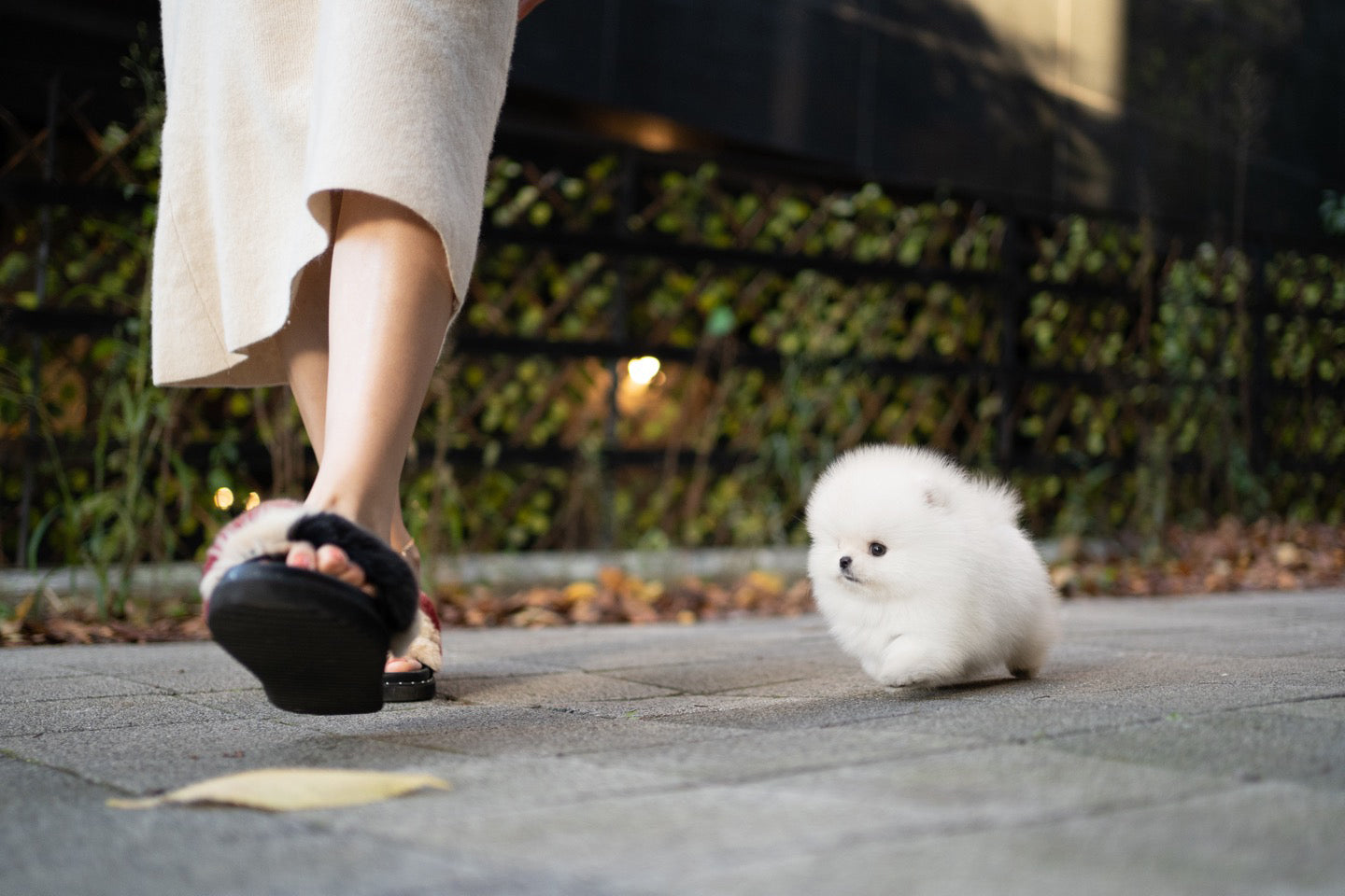 POMERANIAN_LILI