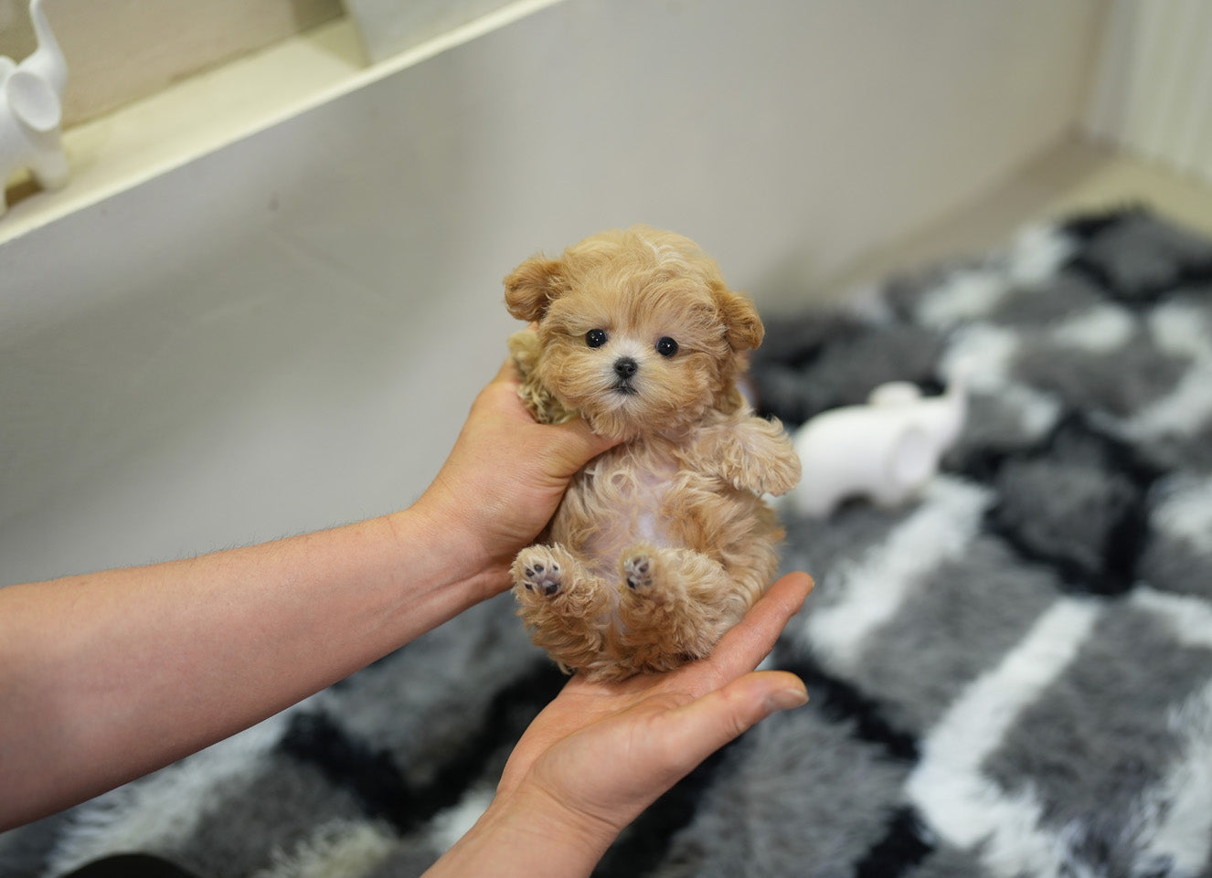 MALTIPOO_CHLOE