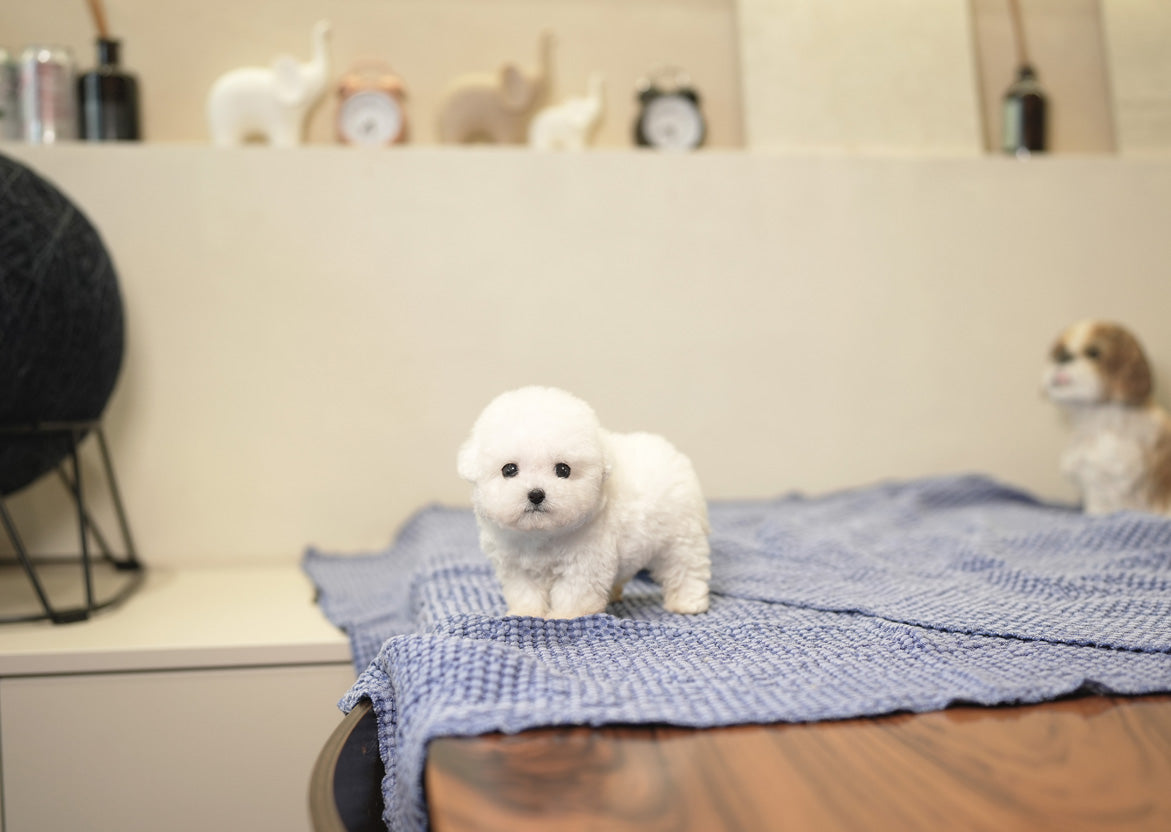BICHON_IRIS