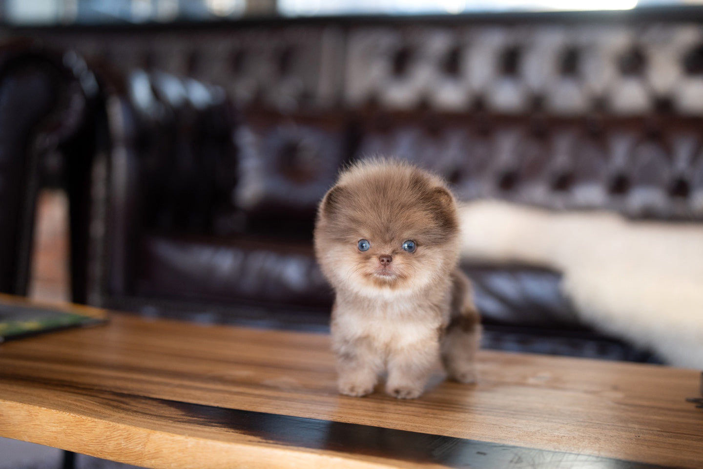 POMERANIAN_COOKIE