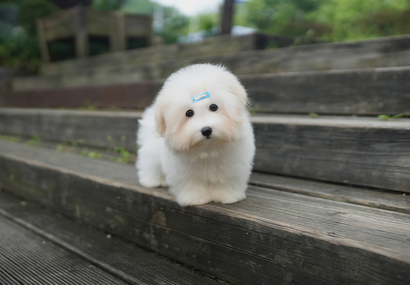 COTON DE TULEAR_DAY