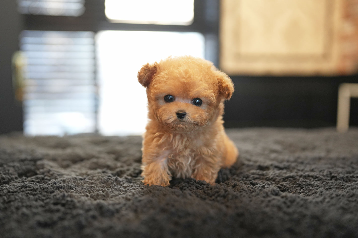 POODLE_PEANUT