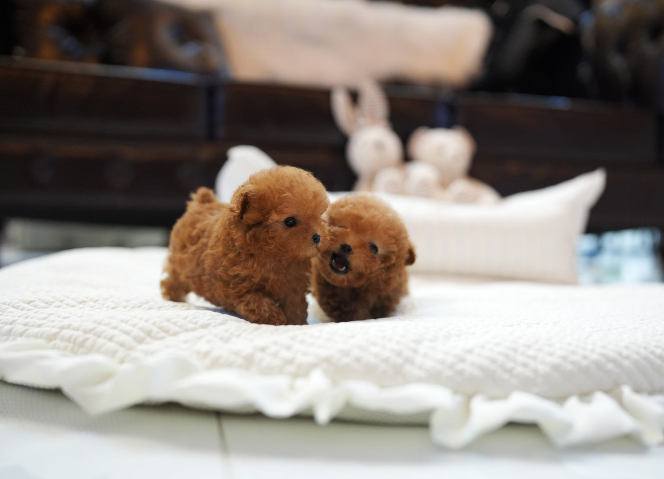 POODLE_LULU&LALA