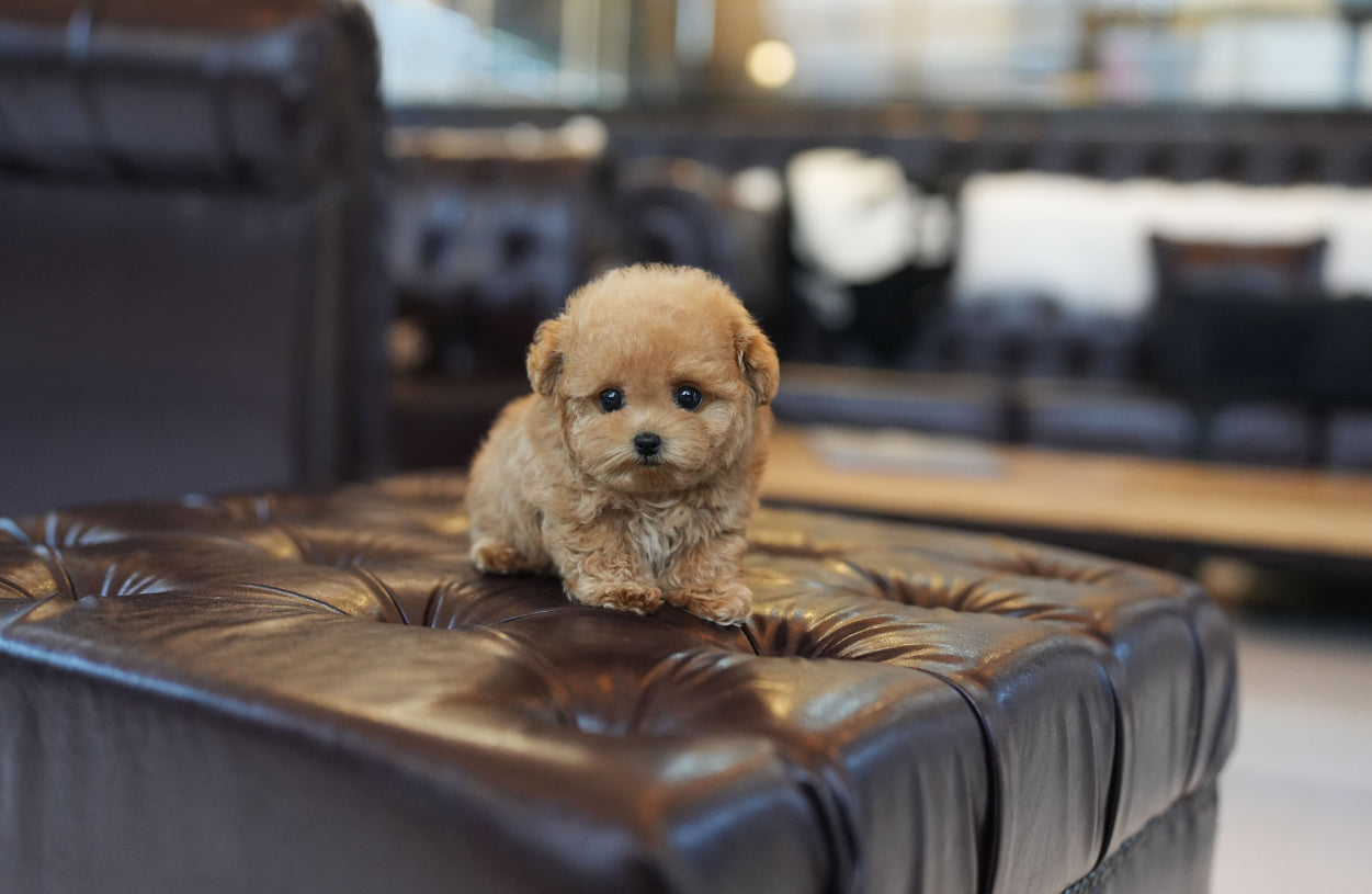 POODLE_BRUNO