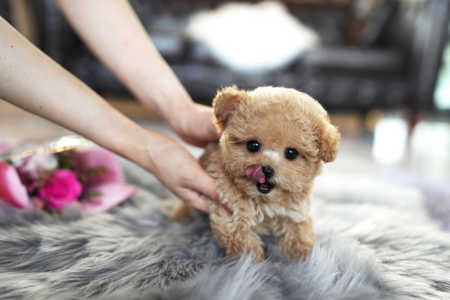 POODLE_JERRY