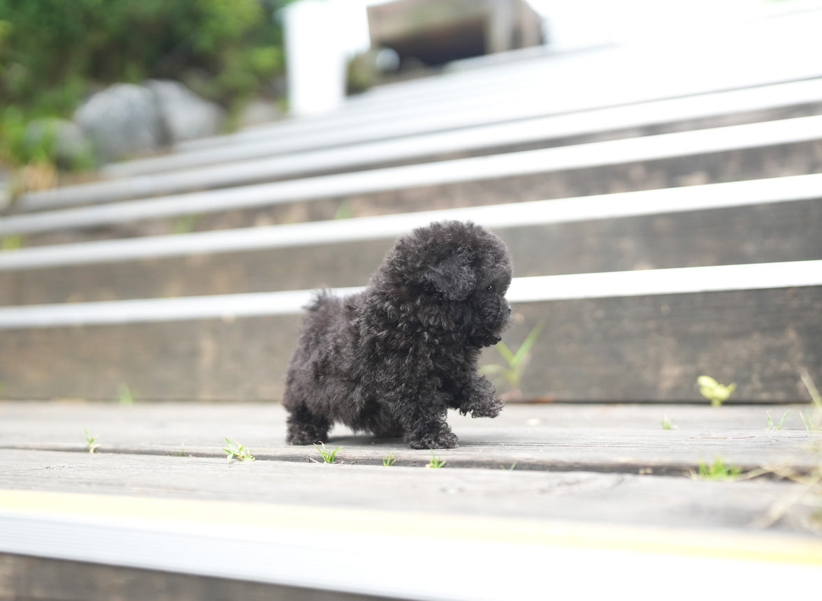 POODLE_RABI