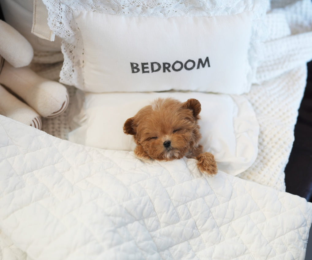 MALTIPOO_LATTE
