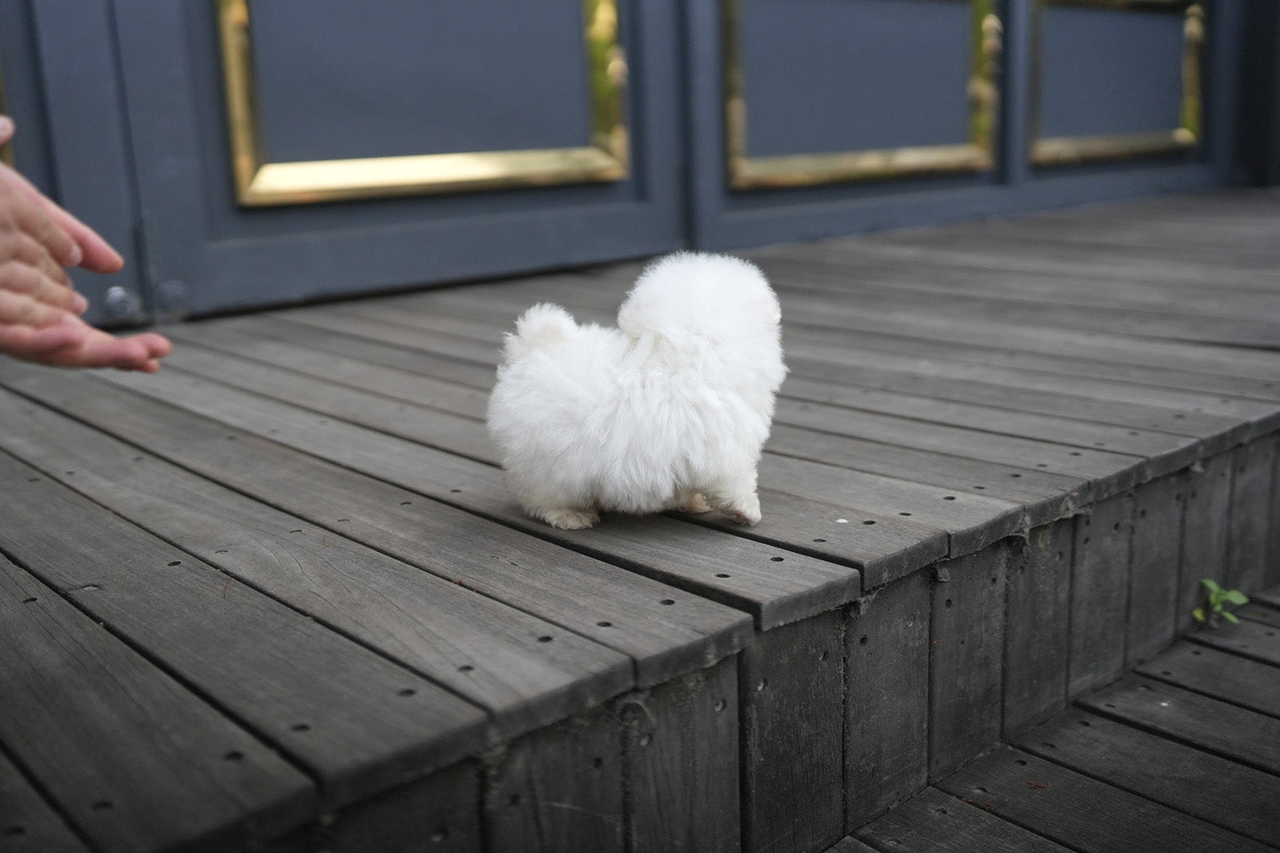 BICHON_SIO