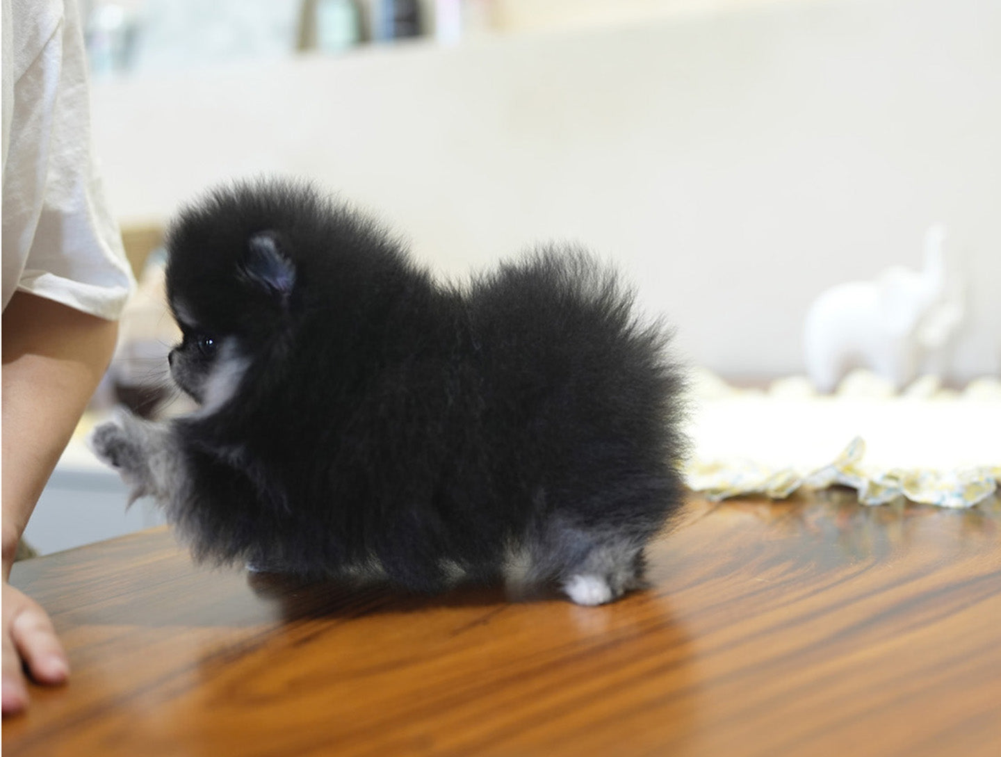 POMERANIAN_DIO