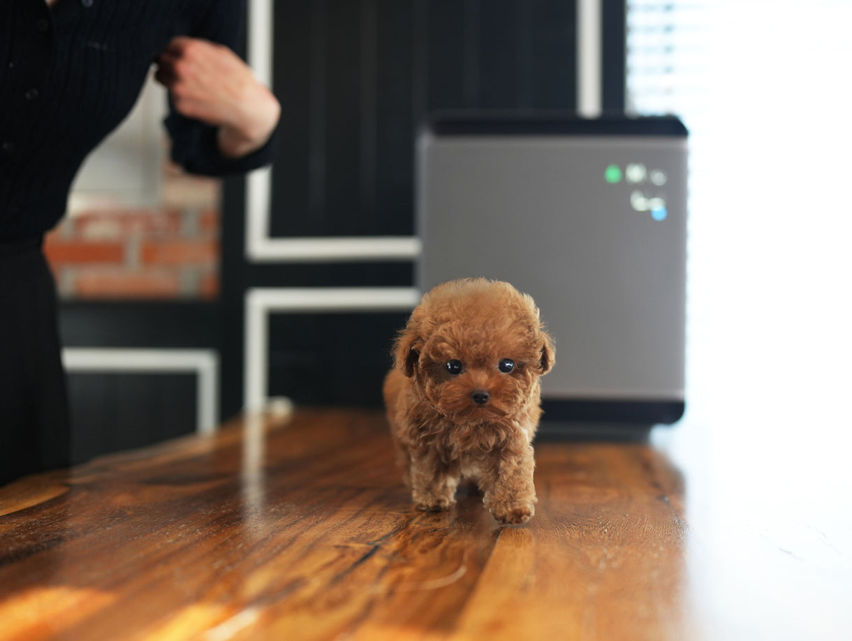 POODLE_BIN